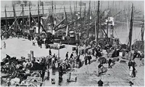 Herrings: Lowestoft - Herring Harvest 1906