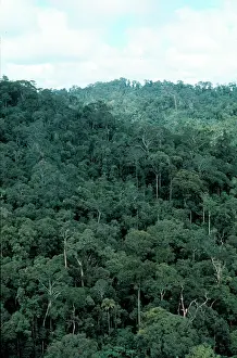 Lowland dipterocarp rainforest