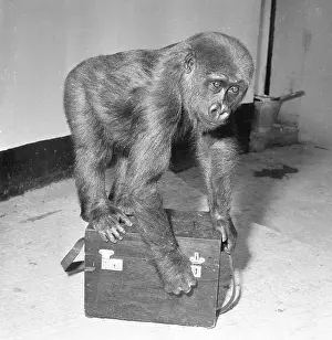 Gorilla: Lowland Gorilla juvenile