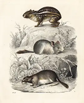 Chinchilla: Lowland paca, chinchilla (critically endangered)