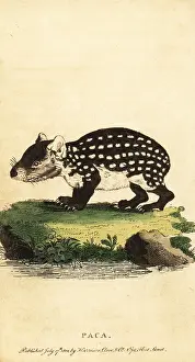 Paca: Lowland paca or spotted paca, Cuniculus paca