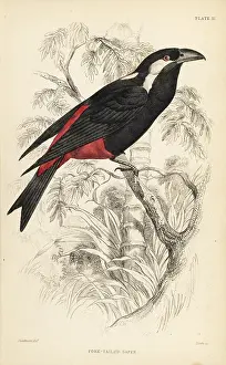 Swainson: Lowland peltops, Peltops blainvillii