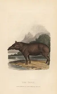 Terrestris: Lowland tapir, Tapirus terrestris