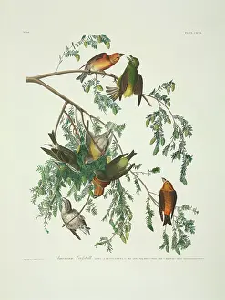 Hemlock: Loxia curvirostra, red crossbill