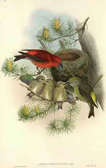 Pinus: Loxia curvirostra, red crossbill