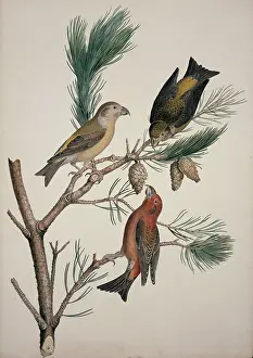 Pinus: Loxia curvirostra, red crossbill