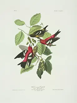 Betulaceae: Loxia leucoptera, white-winged crossbill
