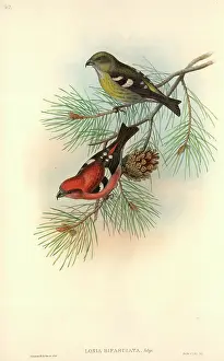 Pinus: Loxia leucoptera, white-winged crossbill
