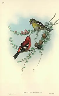 Coniferophyta: Loxia leucoptera, white-winged crossbill