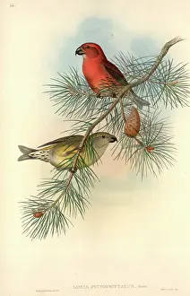 Pinus: Loxia pytyopsittacus, parrot crossbill