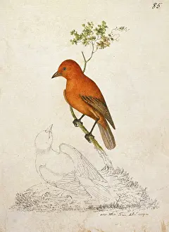 Coccinea: Loxops coccineus coccineus, akepa