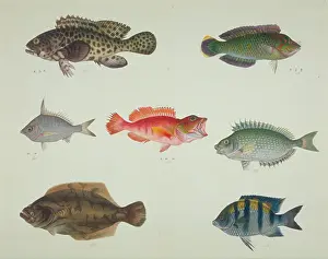 Damsel: LS Plate 113 from the John Reeves Collection