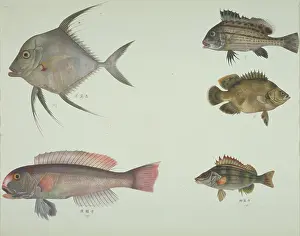 Spiky: LS Plate 114 from the John Reeves Collection