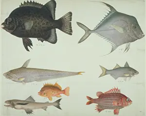 Spiky: LS Plate 115 from the John Reeves Collection