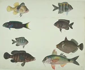 Trigger: LS Plate 116 from the John Reeves Collection