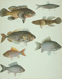 Spiky: LS Plate 118 from the John Reeves Collection