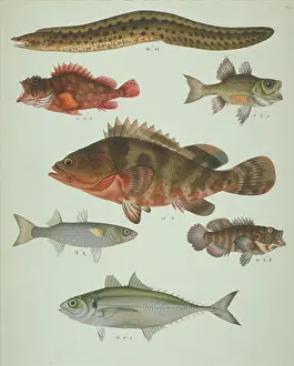 Spiky: LS Plate 119 from the John Reeves Collection