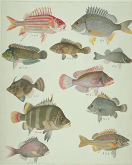 Spiky: LS Plate 122 from the John Reeves Collection