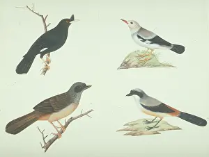 Biodiverse: LS Plate 13 from the John Reeves Collection