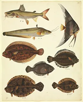 Streamer: LS Plate 139 from the John Reeves Collection