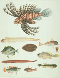 Rockfish: LS Plate 151 from the John Reeves Collection