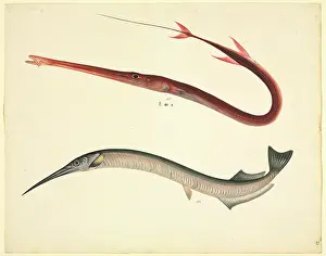 Beloniform: LS Plate 154 from the John Reeves Collection