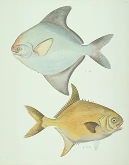 Blunt: LS Plate 156 from the John Reeves Collection