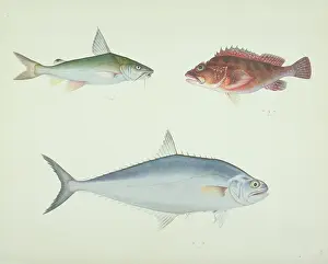 Forked: LS Plate 157 from the John Reeves Collection