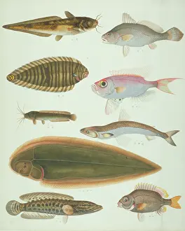 Lump: LS Plate 159 from the John Reeves Collection