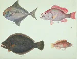 Blunt: LS Plate 161 from the John Reeves Collection