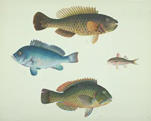 Biodiverse: LS Plate 162 from the John Reeves Collection