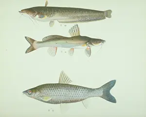 Forked: LS Plate 163 from the John Reeves Collection