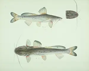 Cypriniform: LS Plate 164 from the John Reeves Collection