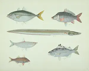 Forked: LS Plate 168 from the John Reeves Collection