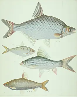 Forked: LS Plate 171 from the John Reeves Collection
