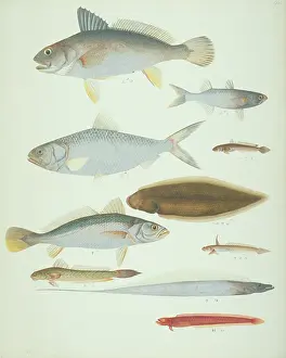 Lump: LS Plate 174 from the John Reeves Collection