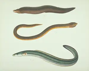 Anguilliform: LS Plate 176 from the John Reeves Collection