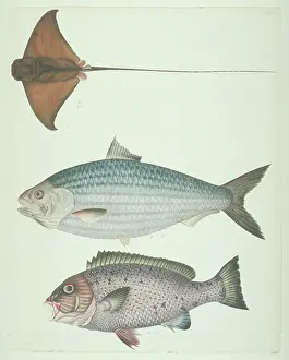 Batoidea: LS Plate 177 from the John Reeves Collection