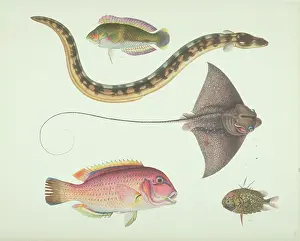 Batoidea: LS Plate 179 from the John Reeves Collection
