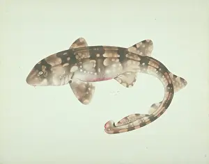 LS Plate 181 from the John Reeves Collection