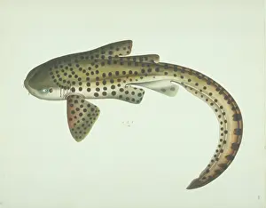 Dogfish: LS Plate 182 from the John Reeves Collection