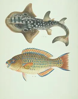 Biodiverse: LS Plate 183 from the John Reeves Collection