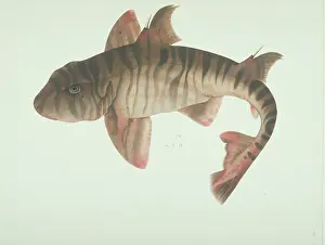 Dogfish: LS Plate 184 from the John Reeves Collection