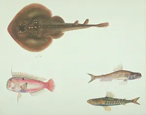 Batoidea: LS Plate 185 from the John Reeves Collection