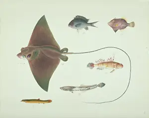 Batoidea: LS Plate 186 from the John Reeves Collection