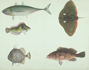 Batoidea: LS Plate 187 from the John Reeves Collection