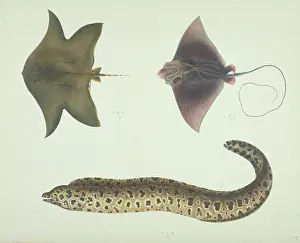 Moray: LS Plate 189 from the John Reeves Collection
