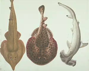 Batoidea: LS Plate 191 from the John Reeves Collection
