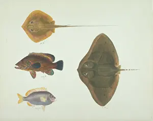 Batoidea: LS Plate 192 from the John Reeves Collection