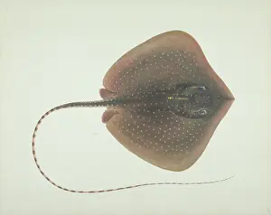 LS Plate 193 from the John Reeves Collection